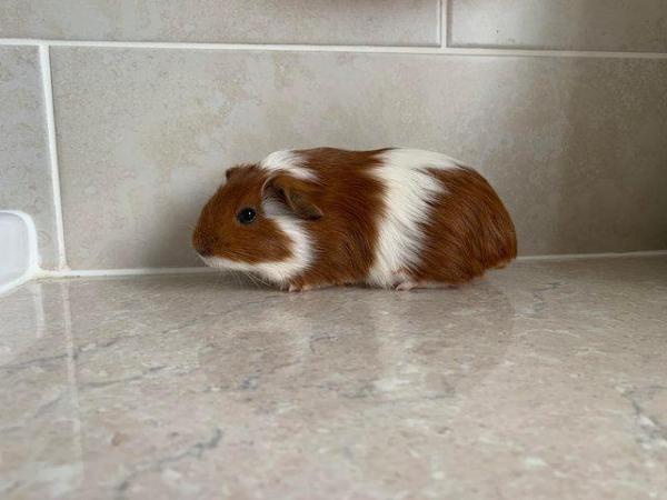 Image 5 of Baby Guinea pigs, short and long coated