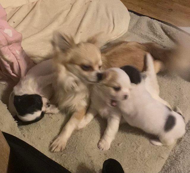 KC long coat chihuahua puppies fully vacc For Sale in Louth, Lincs