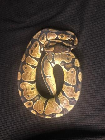 Image 7 of Snake Collection for sale
