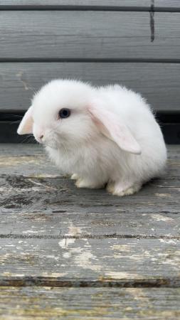 Image 3 of Pure bred mini lop bunny boy