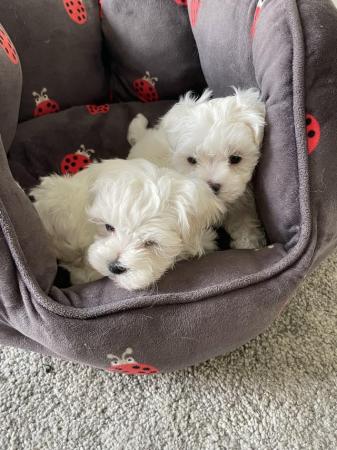 Image 1 of Beautiful Tiny Quality KC Maltese Puppies For Sale