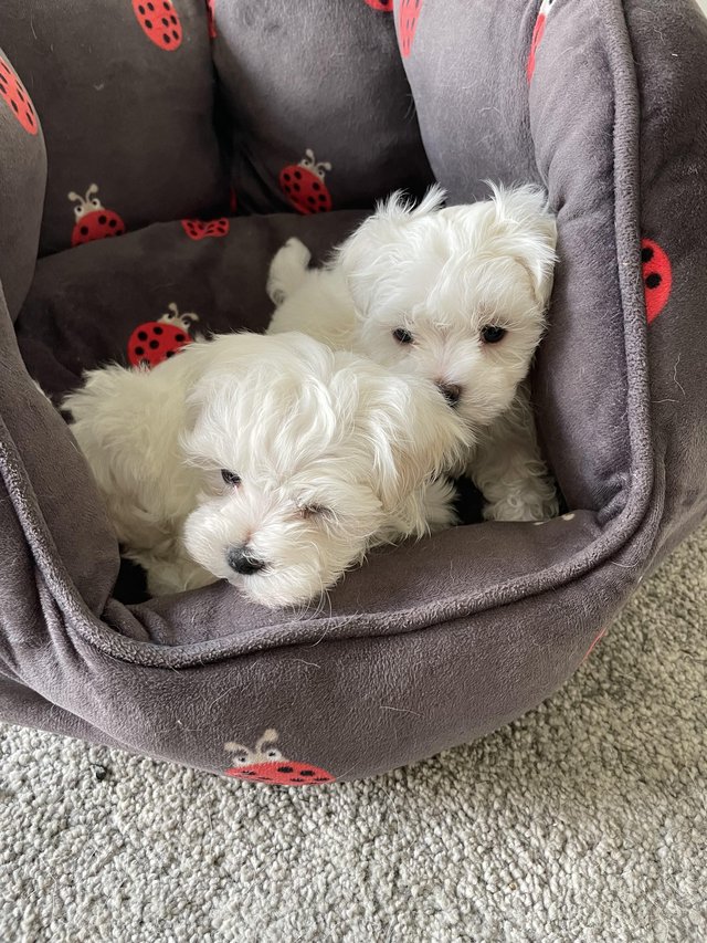 Preview of the first image of Beautiful Tiny Quality KC Maltese Puppies For Sale.