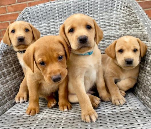 Image 1 of Fox red and Yellow labrador puppies. KC registered