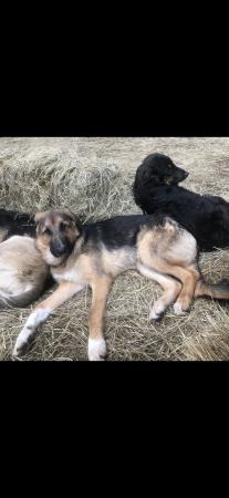 Image 11 of 18 month jabbed and chipped shepherd collie cross beauties r