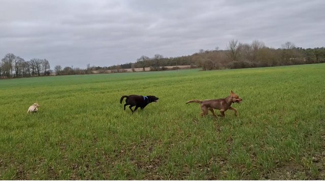 Male German sheppard X Cane corse — photo 2 of 4