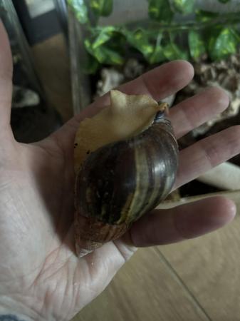 Image 4 of Giant african land snails and enclosure