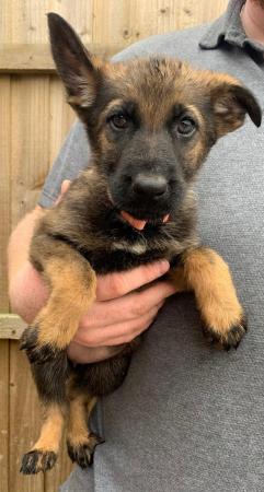 Image 4 of German Shepard puppies looking for there forever homes