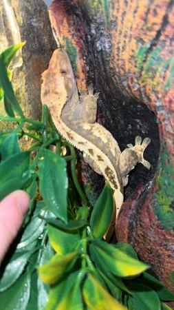 Image 3 of Male Harlequin Crested Gecko