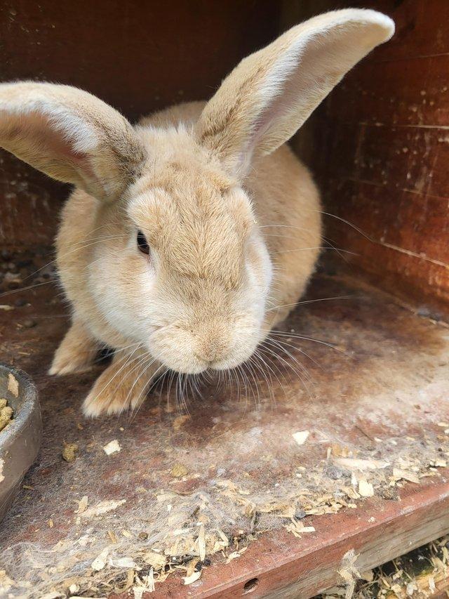 Preview of the first image of 1 year old Male Rabbit Un-neutered.