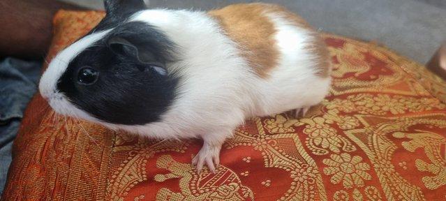 Image 4 of 9 week old male guinea pig