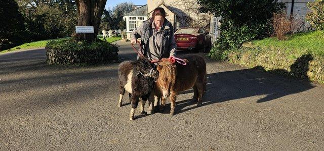 Image 2 of Miniature shetland mare and son