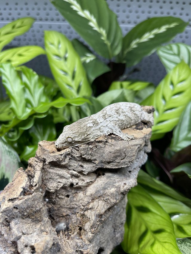 Preview of the first image of Nuu Ana Leachianus Gecko At Urban Exotics.