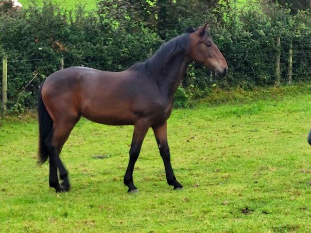 Preview of the first image of Beautiful 22 mth old Filly for sale.