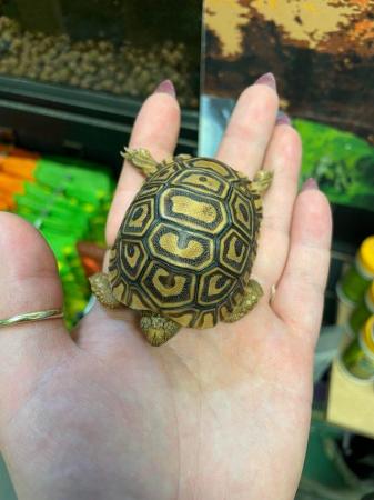 Image 3 of Various baby tortoises at Urban Exotics