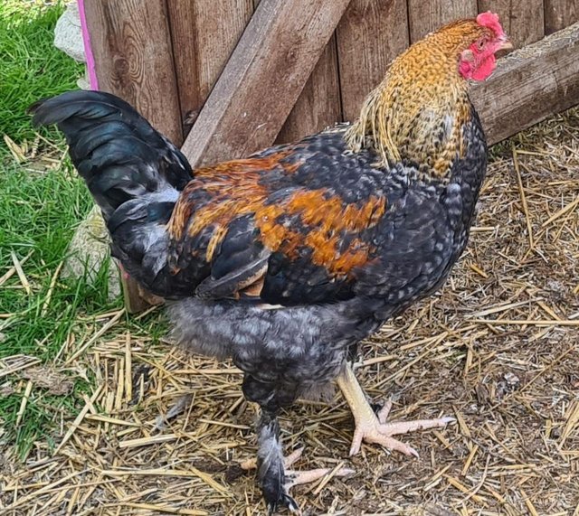 Preview of the first image of Beautiful brahma x cockerel for sale.