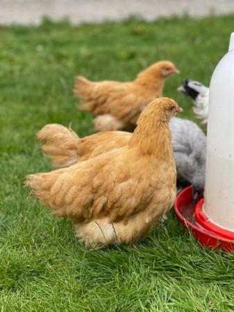 Image 2 of Buff Orpington Hens- 18 week old Point of Lay