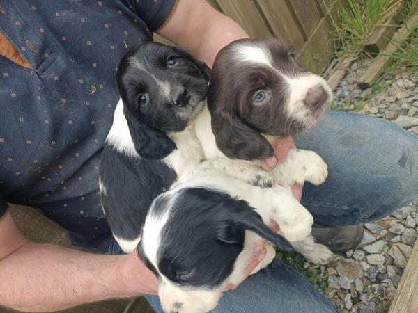 Image 1 of Beautiful springers puppies