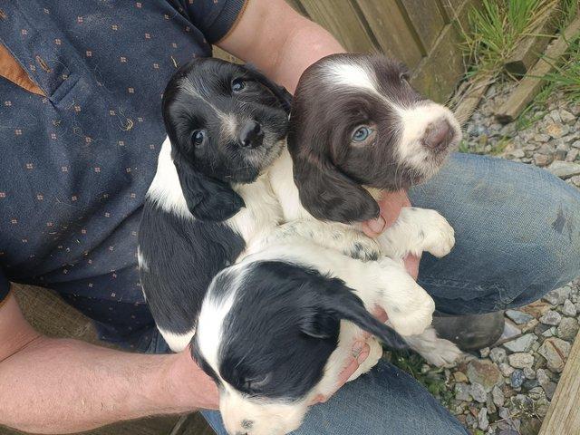 Preview of the first image of Beautiful springers puppies.