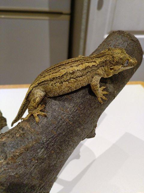 Preview of the first image of Unsexed CB 2020 Striped Gargoyle Gecko.