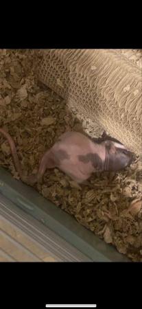 Image 1 of 2 male rats for rehoming