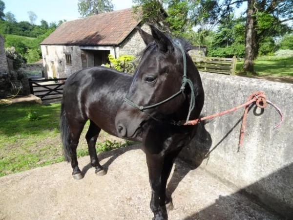 Image 2 of Dark bay Dartmoor Hill pony 12.2h (103cms)