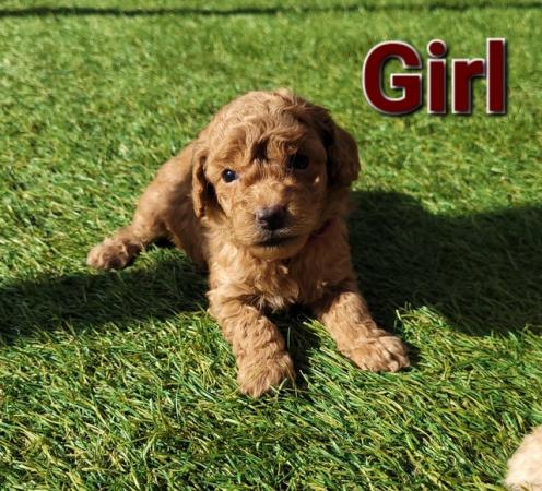 Image 5 of 4 Beautiful Red Poodle Puppies