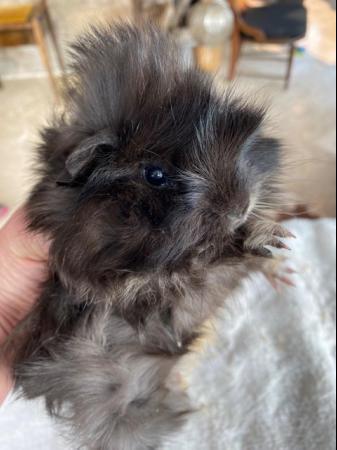 Image 9 of Beautiful long haired very friendly  baby boy guinea pigs