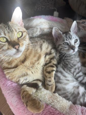 Image 9 of TICA registered beautiful Bengal kittens
