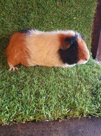 Image 34 of Guinea pigs males and females