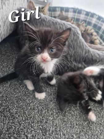 Image 2 of Tuxedo Kittens for sale