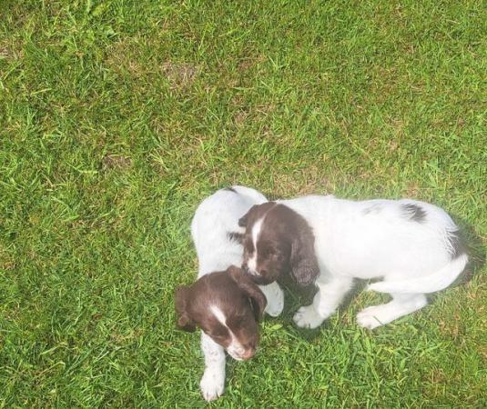 Image 4 of sprocker for sale from loving home