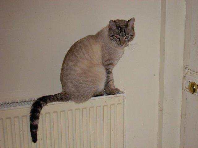 Preview of the first image of LOST/STOLEN 20/08/23 SNOW BENGAL MALE CAT RINGWOOD HAMPSHIRE.