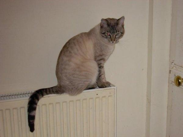 Image 1 of LOST/STOLEN 20/08/23 SNOW BENGAL MALE CAT RINGWOOD HAMPSHIRE