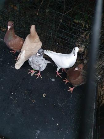 Image 2 of Quality Racing pigeons coloured