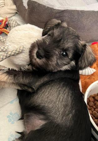 Image 6 of ALL GONE Miniature Schnauzer Pups KC REGISTERED