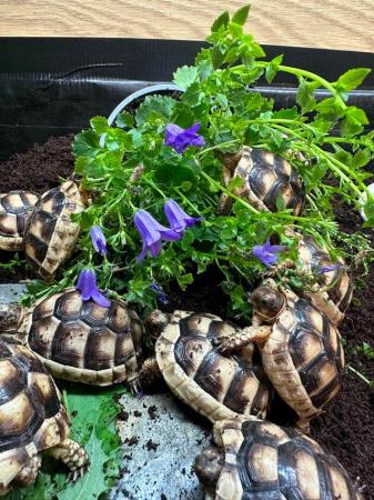 Image 4 of Baby Marginated tortoises and setups for sale