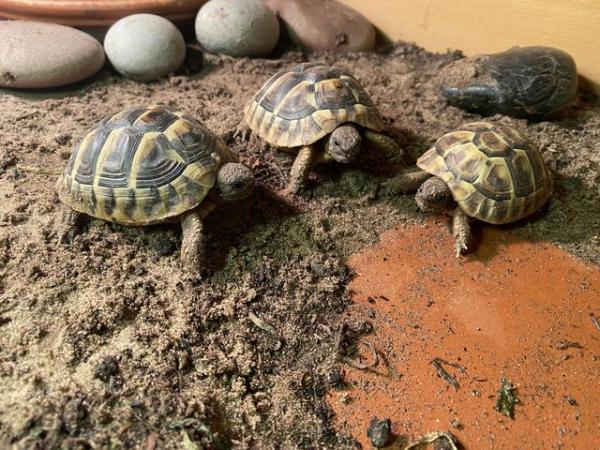 Image 7 of Hermann baby tortoise available