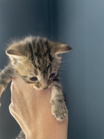 Image 2 of 1 Female Tabby  ready to collect 18th May 24