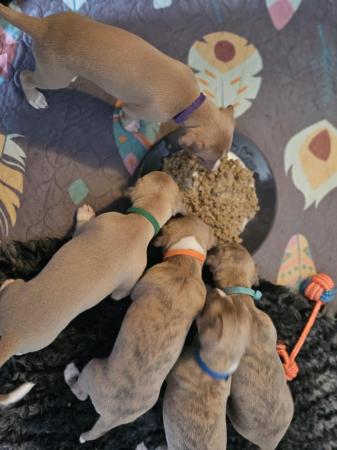 Image 12 of Beautiful KC Registered Whippet puppies