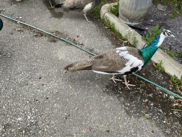 Image 5 of Young Peacocks for sale Indian blue and pied