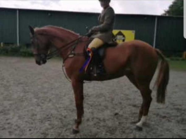 Image 2 of ****REDUCED TO SELL***  16.3hh 6 year old mare