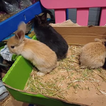 Image 5 of Cute 11 week old mini lops ready to be re-homed