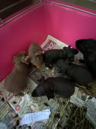 Image 2 of Skinny pig boars ready to leave now