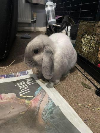 Image 3 of Indoor rabbit Eeyore looking for his forever home