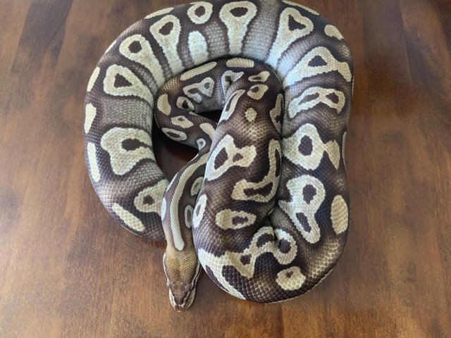 Preview of the first image of Royal / Ball python ‘pastave’ (female).