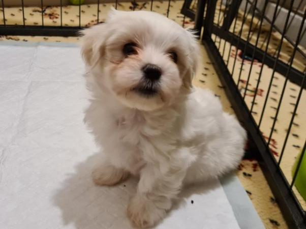 Image 2 of Beautiful Maltese x Russian toy terrier puppies