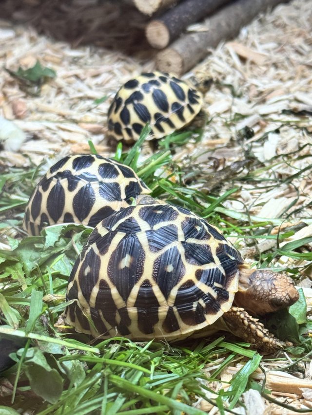 Preview of the first image of Indian Star Tortoises for sale.