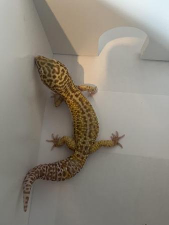 Image 7 of £30 last male** leopard geckos different ages REDUCED**