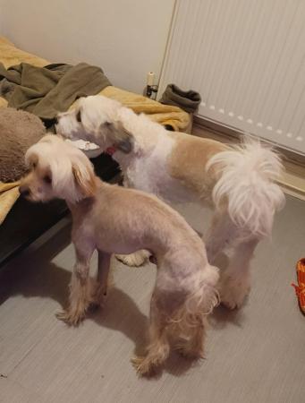 Image 2 of Pedigree Chinese Crested puppies