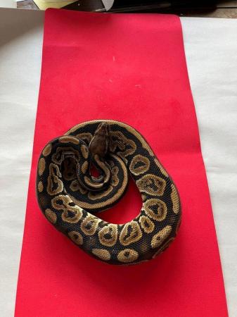 Image 5 of Various royal/ball pythons for sale